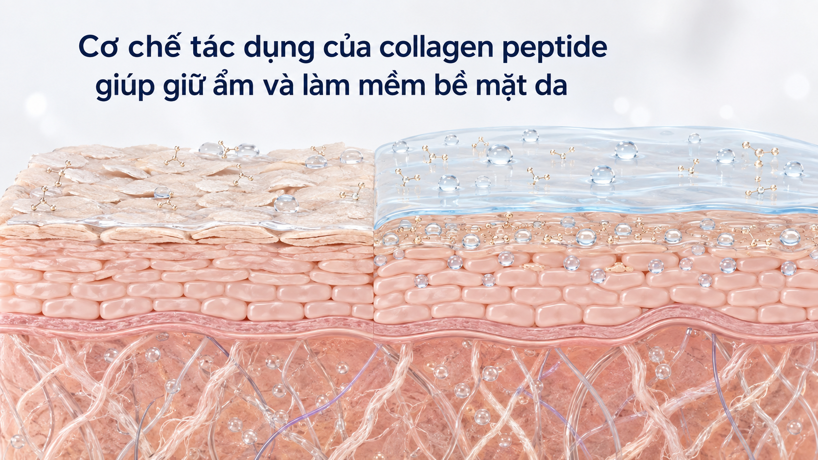 Cơ chế tác dụng của collagen peptide giúp giữ ẩm và làm mềm bề mặt da